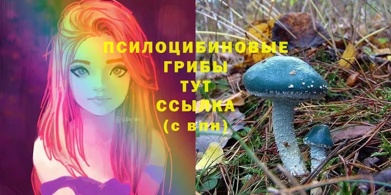 хочу   omg маркетплейс  Псилоцибиновые грибы Psilocybe  Волжский 